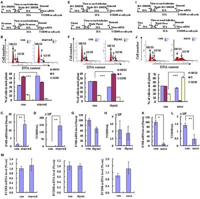 Human Enterovirus 68 Interferes with the Host Cell Cycle to Facilitate Viral Production